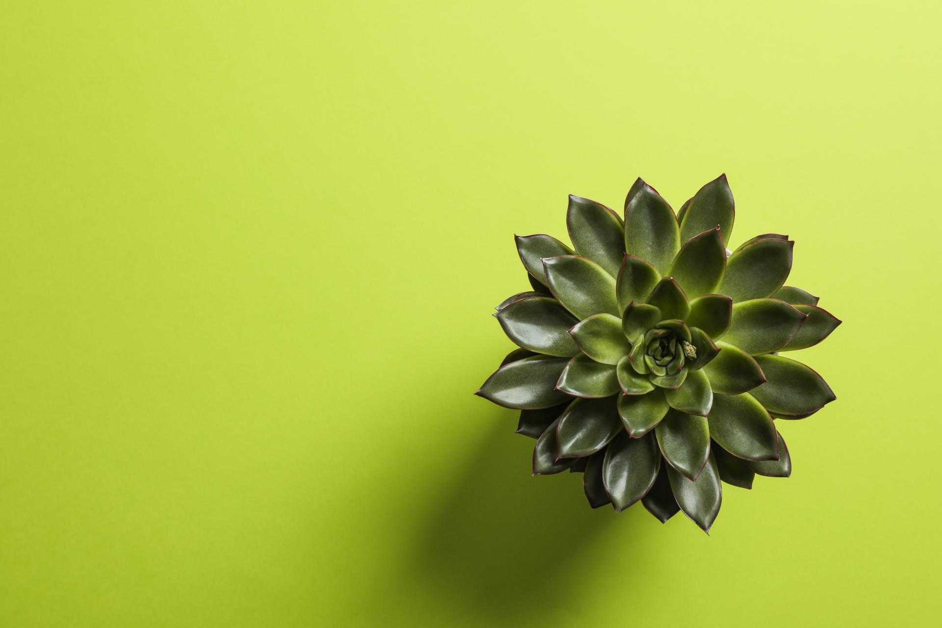 Come arredare un negozio di fiori o piante: Errori, Soluzioni & Trend